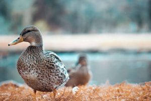 Read more about the article Feed the ducks: what is best and what to avoid