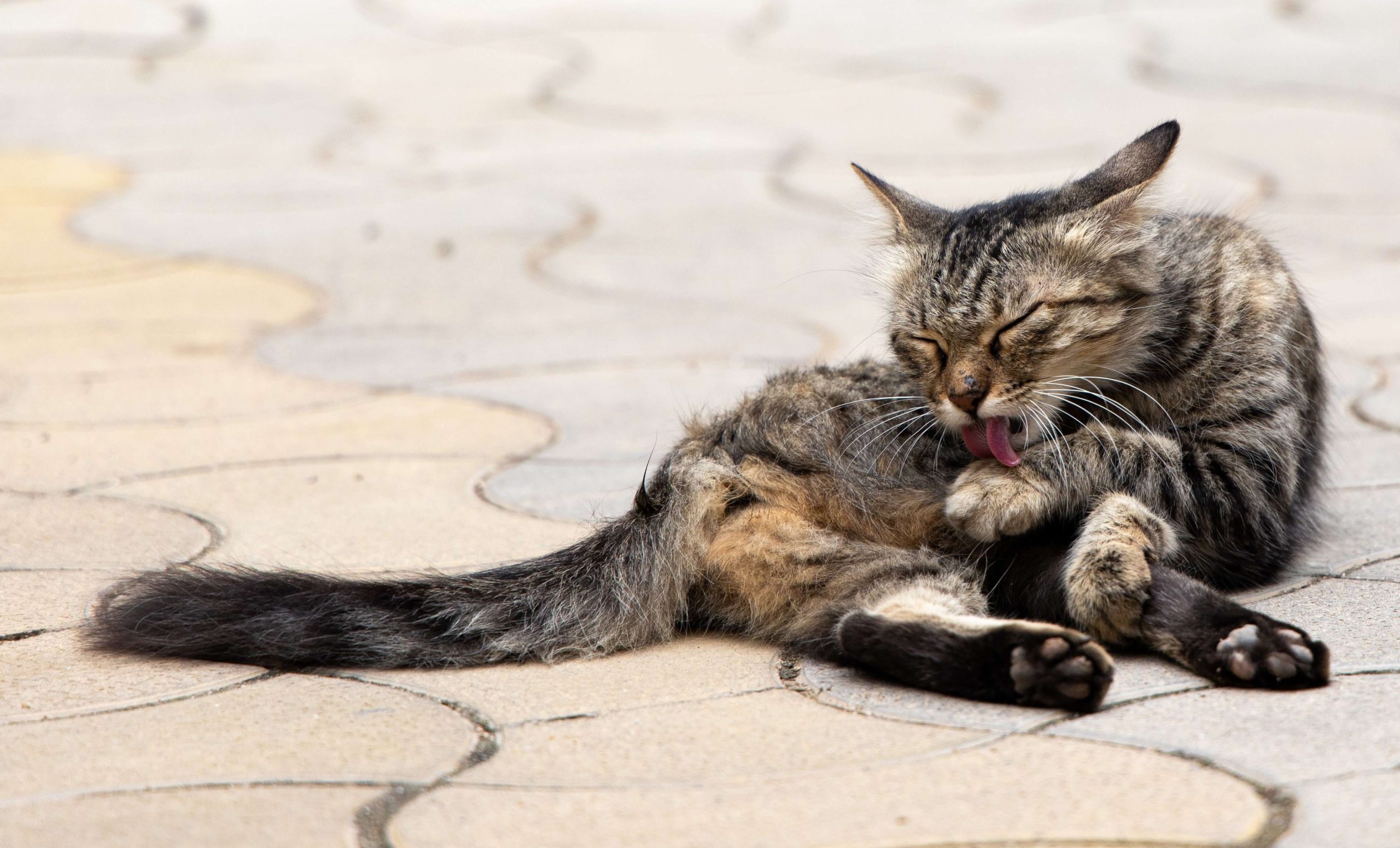 Read more about the article Why Is My Cat Itching And Licking So Much?