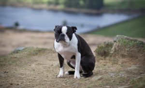 Read more about the article Why Is My Dog Constipated? Physical And Metaphysical Causes