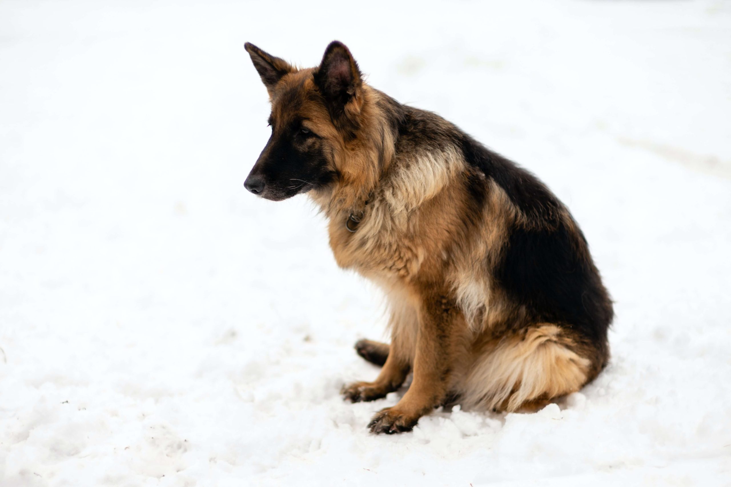 Read more about the article Diarrhea in Dogs- Causes and remedies