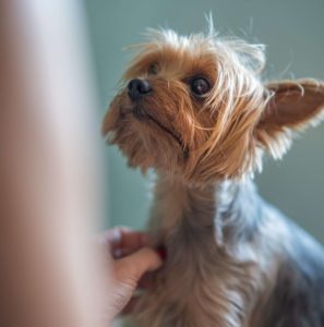 Read more about the article What can I give my dog to relieve itching?