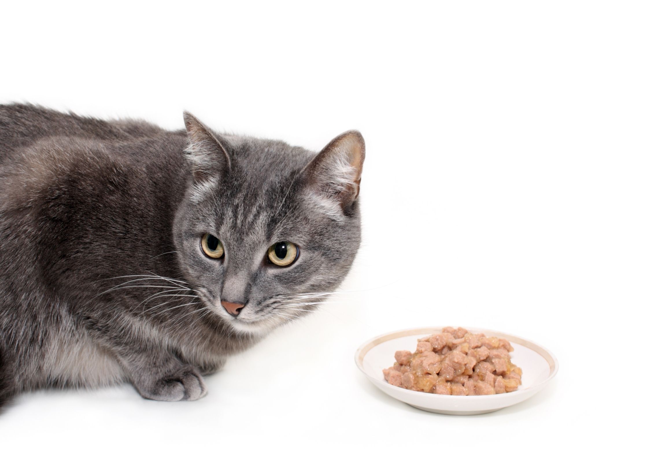 Read more about the article Why is my cat not eating?