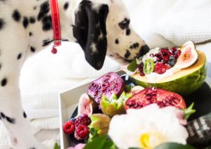 wis the best diet for my pet- vet body and mind