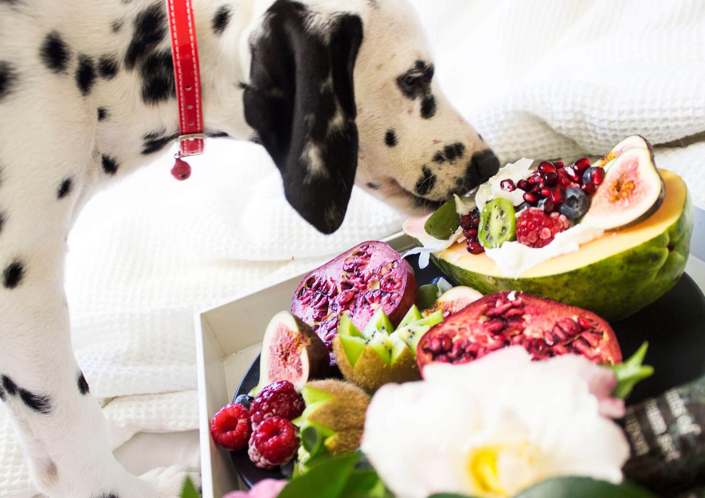 Read more about the article What is the best diet for my pet?
