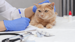 When should you take your pet to the vet vet body and mind