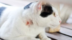 Cat Abscess Home Remedy vet body and mind