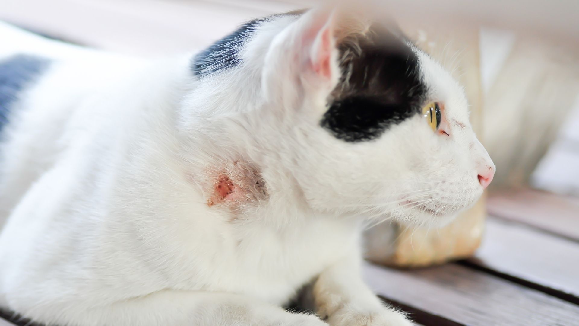 Read more about the article Cat Abscess Home Remedy
