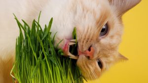 healing pets with herbs vet body and mind