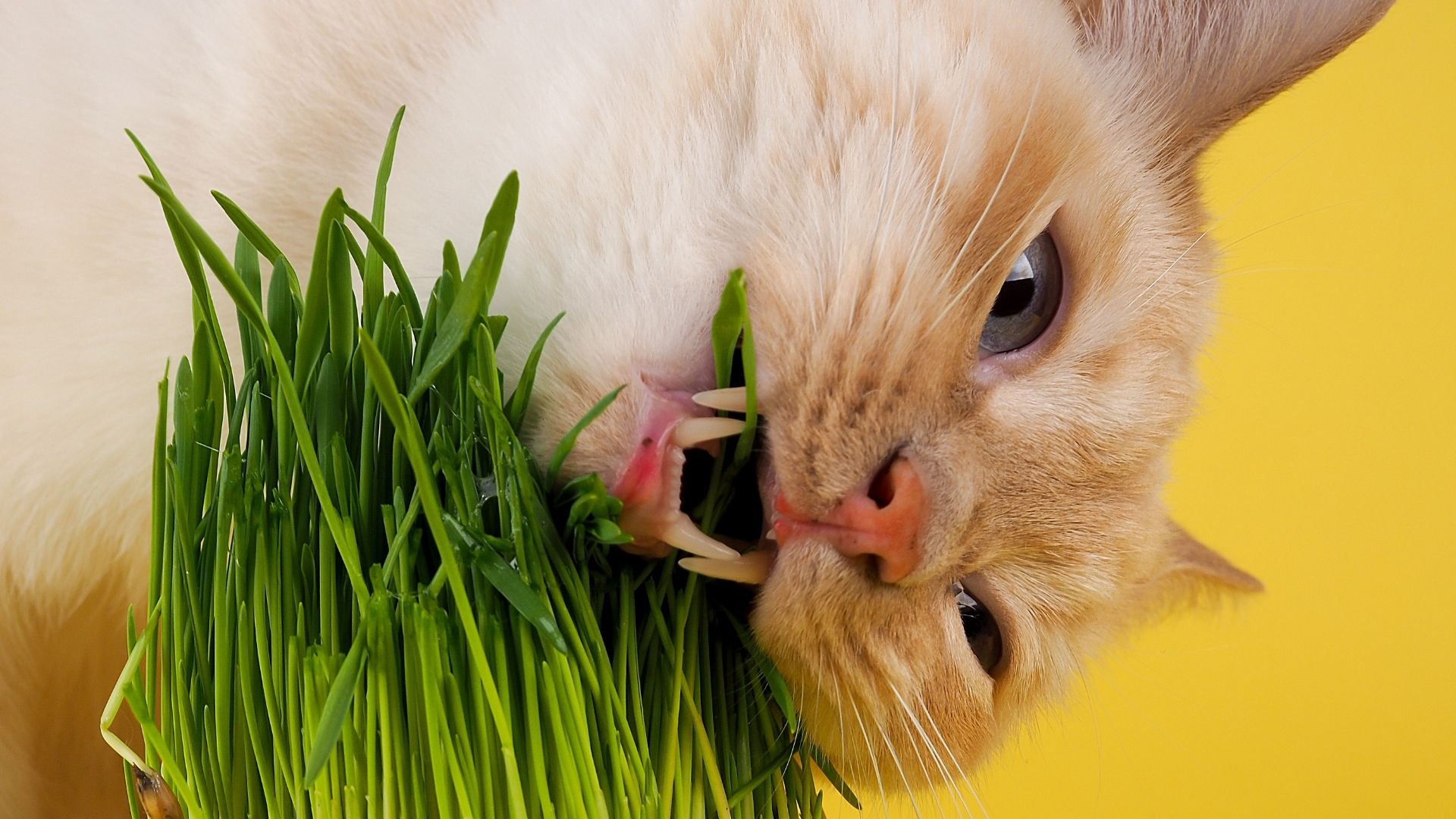 Read more about the article Healing Your Pet With Herbs